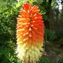 Kniphofia uvaria