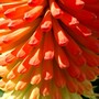 IMGP2989.jpg (Kniphofia uvaria (Red Hot Poker))