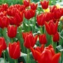 Tulip-flowers