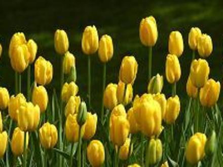 Yellow Tulips (Tulipa acuminata (Tulip))