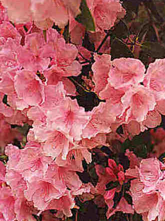 Azalea (Rhododendron ponticum (Azalia))