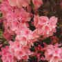 Azalea