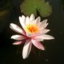 Water lily 2006