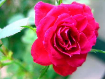 roses (Clusia rosea)