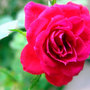 roses (Clusia rosea)