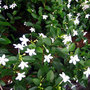 Sampaguita