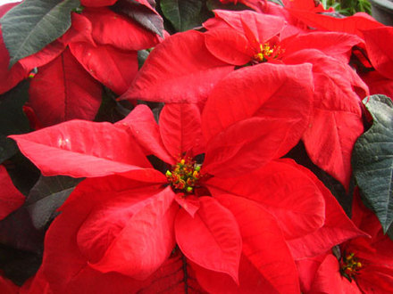 poinsettia (Euphorbia pulcherrima (Poinsettia))