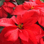 poinsettia (Euphorbia pulcherrima (Poinsettia))