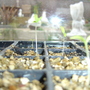 Tomato seeds