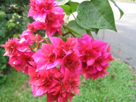 Bouganvilla