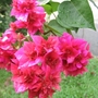 Bouganvilla