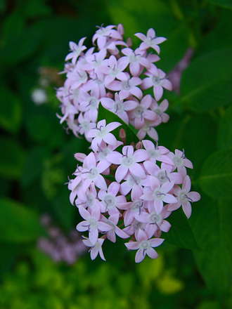 Santan