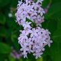Santan-flower
