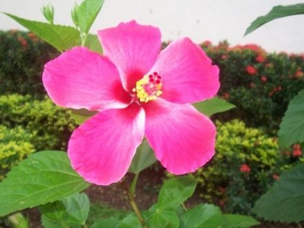 Gumamela (Hibiscus rosa-sinensis (Chinese Hibiscus))