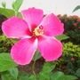 Gumamela (Hibiscus rosa-sinensis (Chinese Hibiscus))