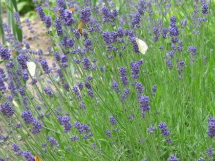 Lavander