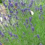 English_lavander