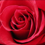 Rose4u