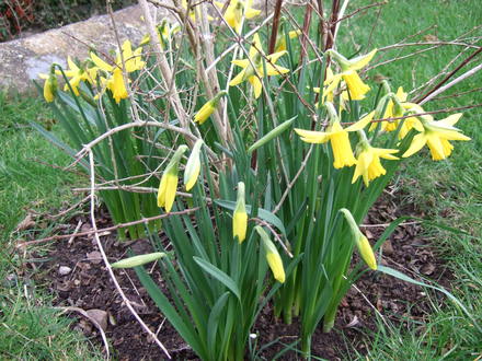 Narcissi 'February Gold' (Narcissi)