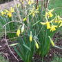 Narcissi 'February Gold' (Narcissi)