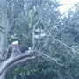 Can you see the Doves?