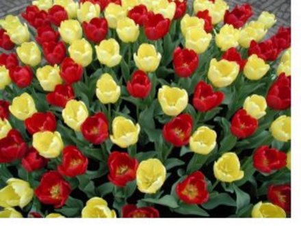 Tulips (Tulipa acuminata (Tulip))