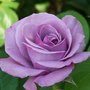 Lav-rose