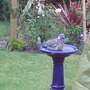 Pidgeon_bath_time