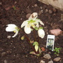 A garden flower photo