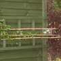 clematis
