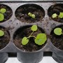 Geraniums 