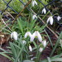 snow drops