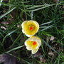 crocus romance