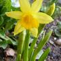 daffodil