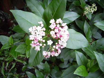 Viburnum Tinus (Viburnum tinus (Laurustinus))