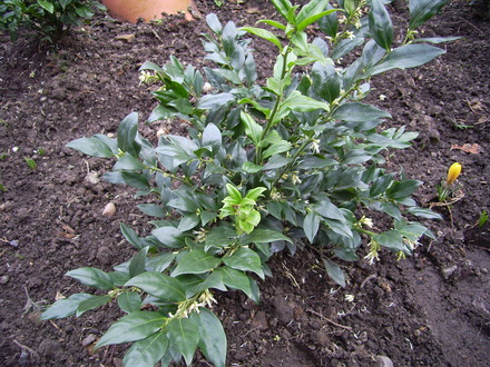 Sarcococca (Sarcococca confusa (Christmas box))