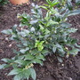Sarcococca (Sarcococca confusa (Christmas box))