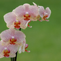 orchids