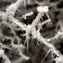 Frosty twigs 2006