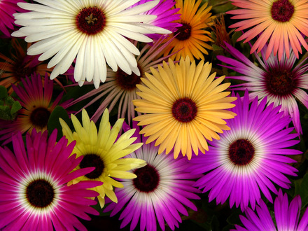 livingstone daisies