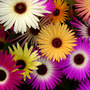 livingstone daisies