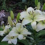 Asiatic Lily (lilium)