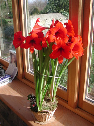 Amaryllis 'Christmas Carol' in full bloom. (Hippeastrum)
