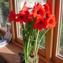 Amaryllis_christmas_carol_full_out