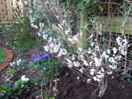Abeliophyllum distichum (Abeliophyllum distichum)