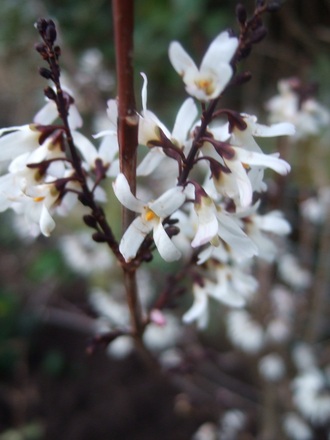 Abeliophyllum distichum (Abeliophyllum distichum)