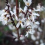 Abeliophyllum__blooms