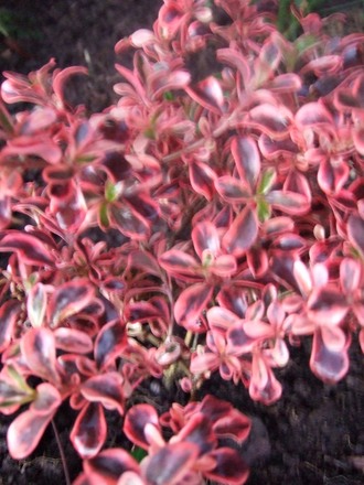 Coprosma 'Rainbow Surprise' (Coprosma)