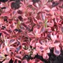 Coprosma_rainbow_surprise_2