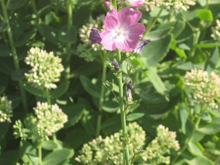 another plant at the arborarium